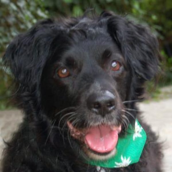 WILLIAM - lieb&verschmust