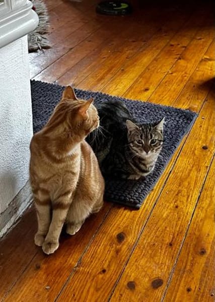 Max der kleine Abenteurer!