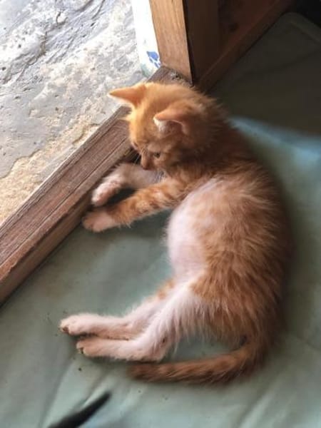 Fröhlicher Rotschopf sucht Familie!