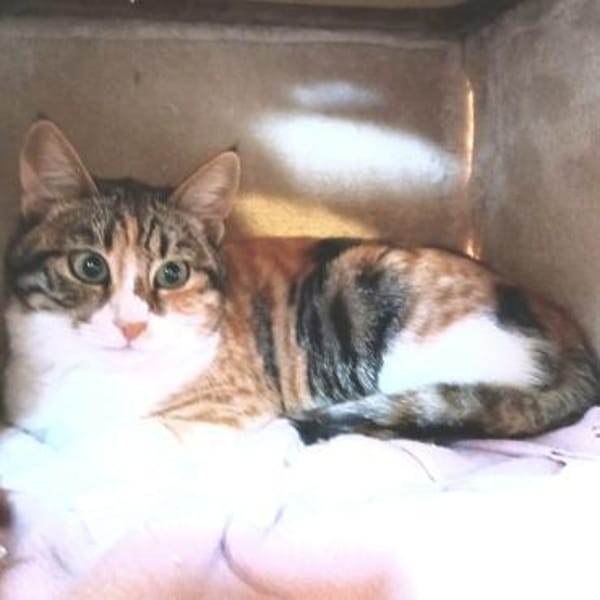 Beba- sanfte Schönheit sucht Zuhause!