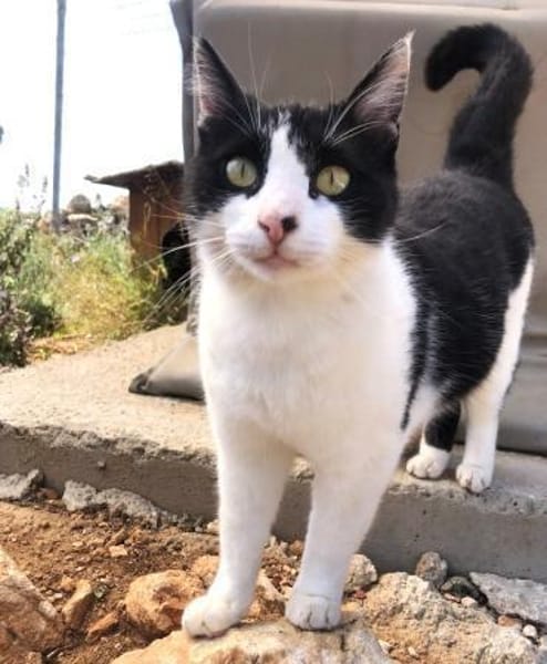 Tabby sucht liebevolle Familie