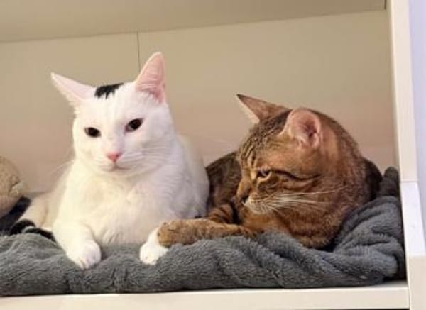 Oscar und Viktor aus dem Tierschutz