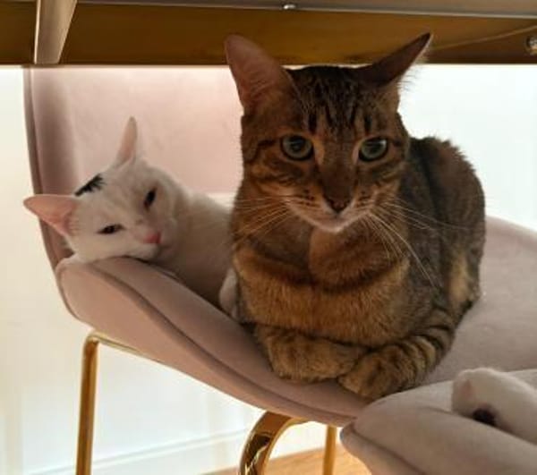 Oscar und Viktor aus dem Tierschutz