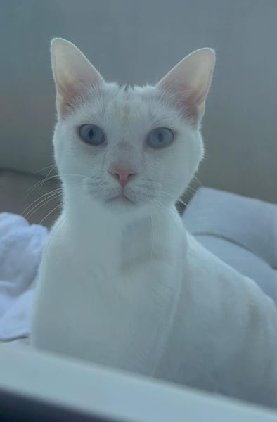 Oscar und Viktor aus dem Tierschutz