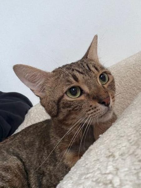 Oscar und Viktor aus dem Tierschutz