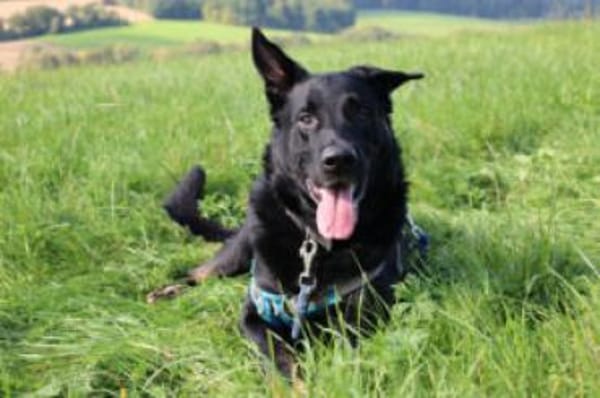 JOKO -SOS Joko braucht einen Pflegeplatz