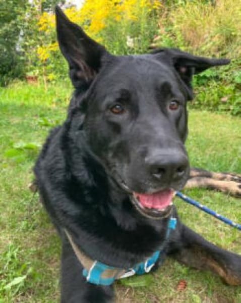 JOKO -SOS Joko braucht einen Pflegeplatz