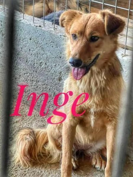 INGE sucht ein Zuhause