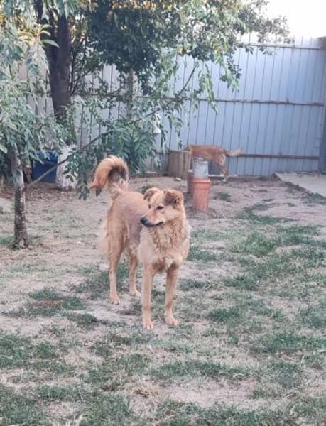 INGE sucht ein Zuhause