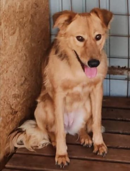 INGE sucht ein Zuhause