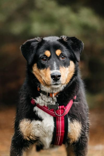 Kluge Marissa sucht passendes Zuhause