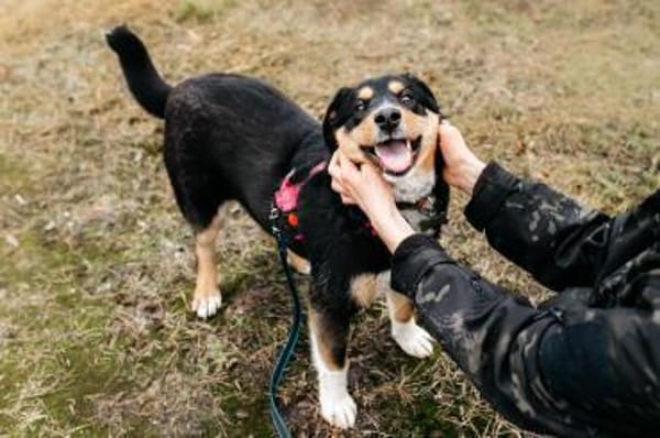 Kluge Marissa sucht passendes Zuhause