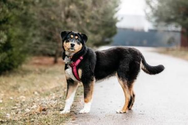 Kluge Marissa sucht passendes Zuhause