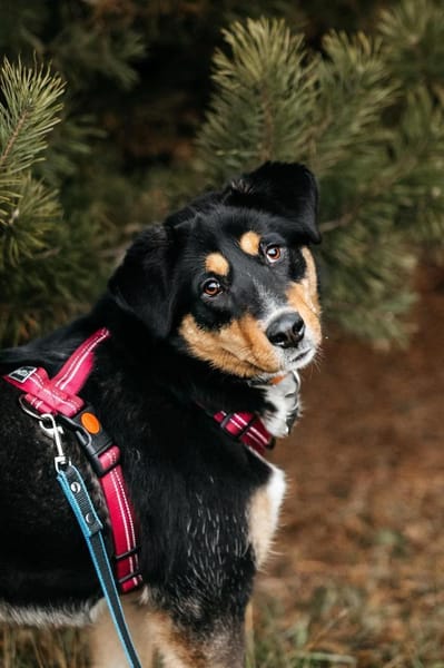 Kluge Marissa sucht passendes Zuhause