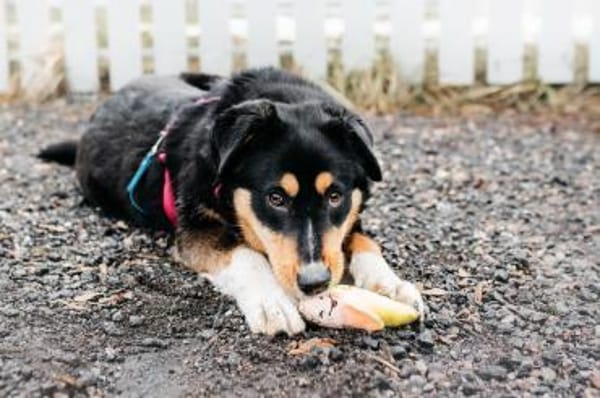 Kluge Marissa sucht passendes Zuhause