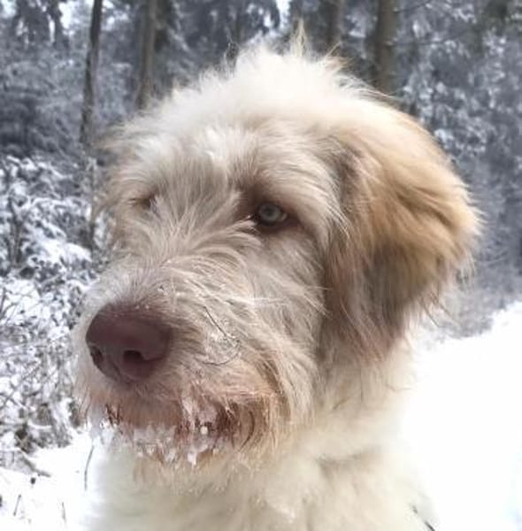 Kenobi sucht seine eigene Familie