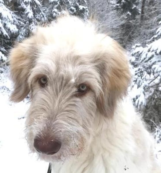 Kenobi sucht seine eigene Familie