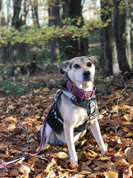 Ronja, eine Lady auf der Suche