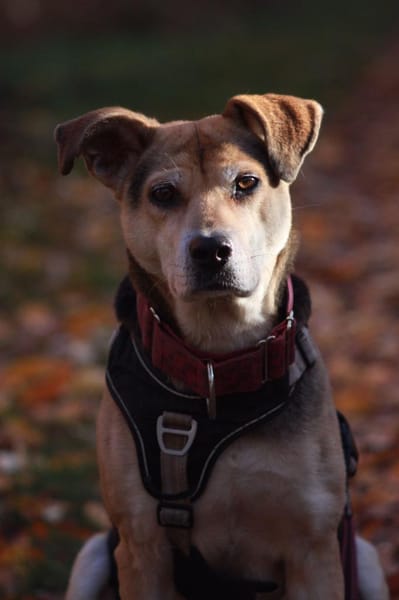 Ronja, eine Lady auf der Suche