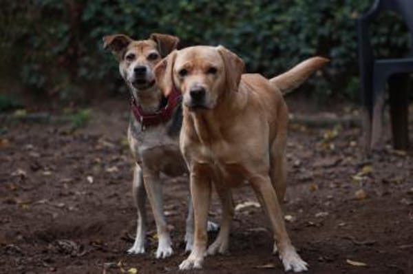 Ronja, eine Lady auf der Suche