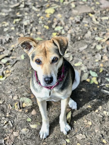 Ronja, eine Lady auf der Suche