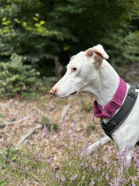 Kimba - stolzer Rüde entdeckt die Welt