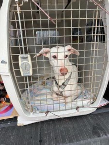 Kimba - stolzer Rüde entdeckt die Welt