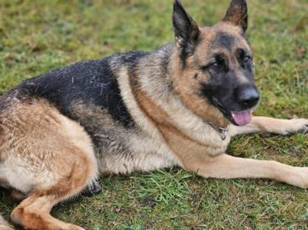 Kiki - ist wachsam&kinderlieb