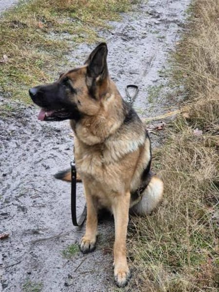 Kiki - ist wachsam&kinderlieb