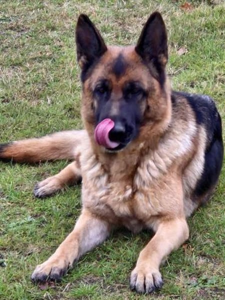 Kiki - ist wachsam&kinderlieb