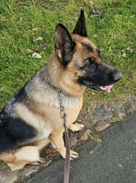 Kiki - ist wachsam&kinderlieb