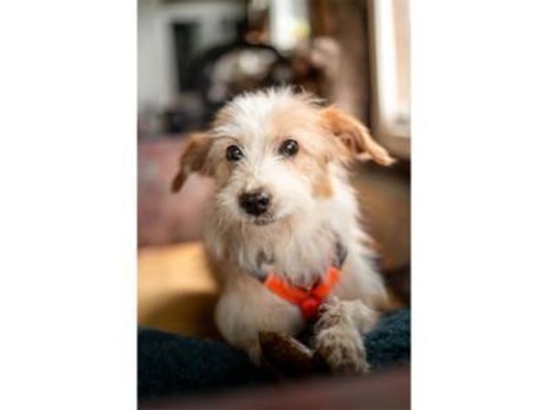 Samy - wartet 74535 Mainhardt