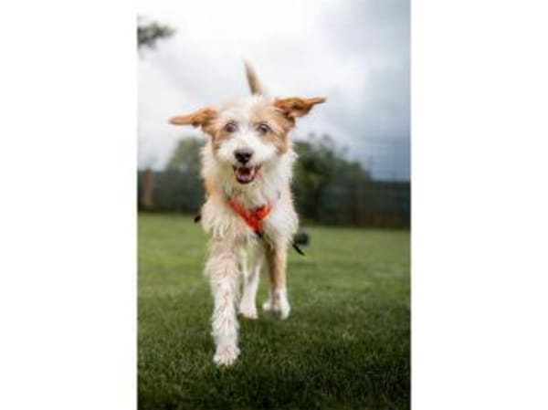 Samy - wartet 74535 Mainhardt