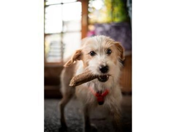 Samy - wartet 74535 Mainhardt