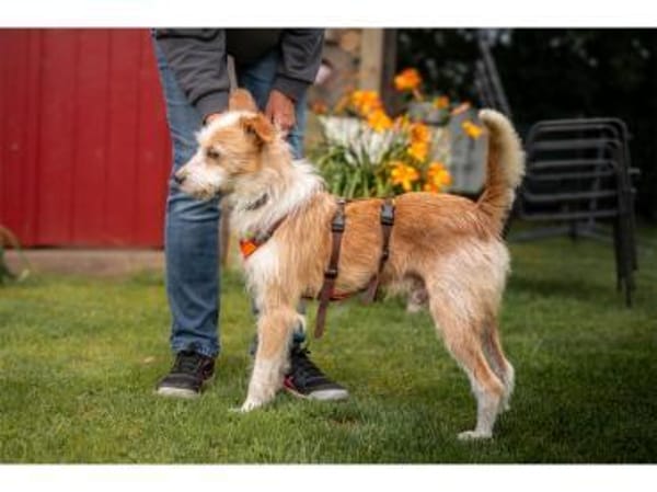 Samy - wartet 74535 Mainhardt