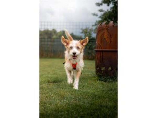 Samy - wartet 74535 Mainhardt