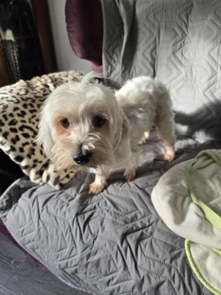 Olias ist ein sanfter, feinfühliger Hund