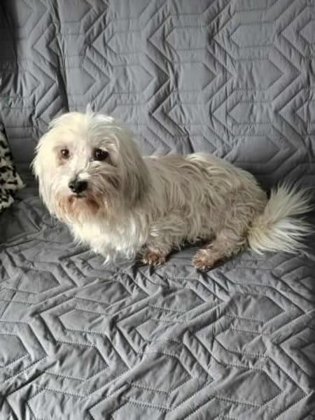 Olias ist ein sanfter, feinfühliger Hund