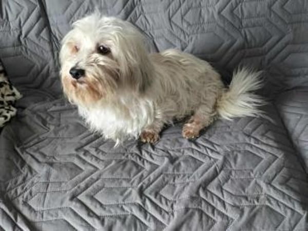 Olias ist ein sanfter, feinfühliger Hund