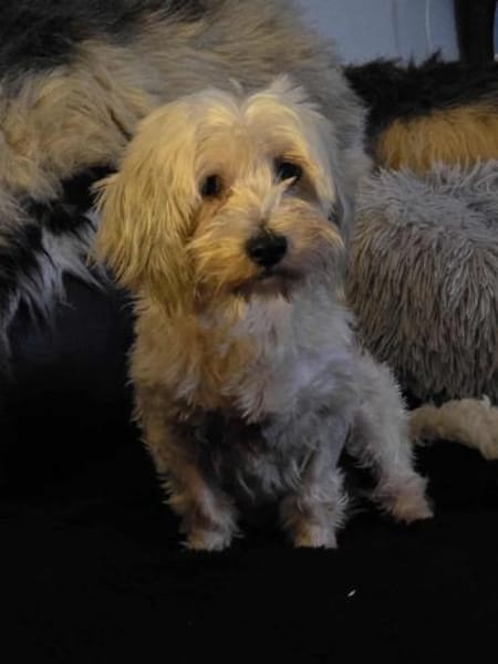 Olias ist ein sanfter, feinfühliger Hund