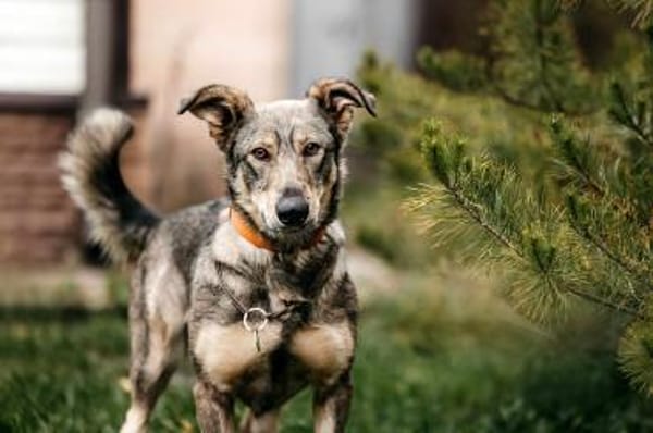 Schlaue Maya sucht ihre Menschen