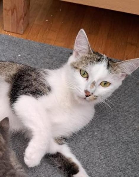 Zauberhafte Mia sucht Kuschelplatz für k