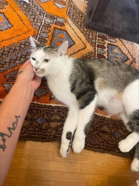 Zauberhafte Mia sucht Kuschelplatz für k