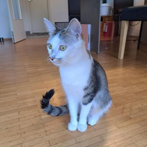 Zauberhafte Mia sucht Kuschelplatz für k