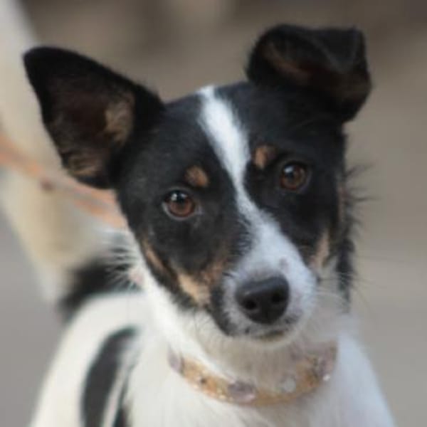 Gizi - charmant & verspielt