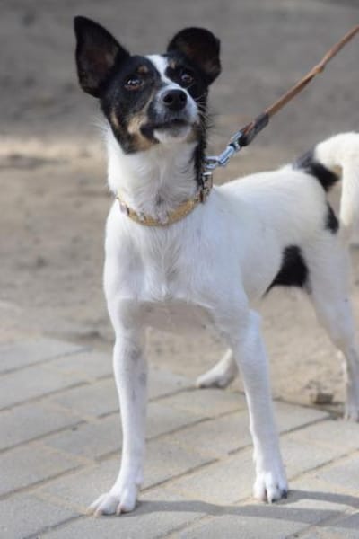 Gizi - charmant & verspielt