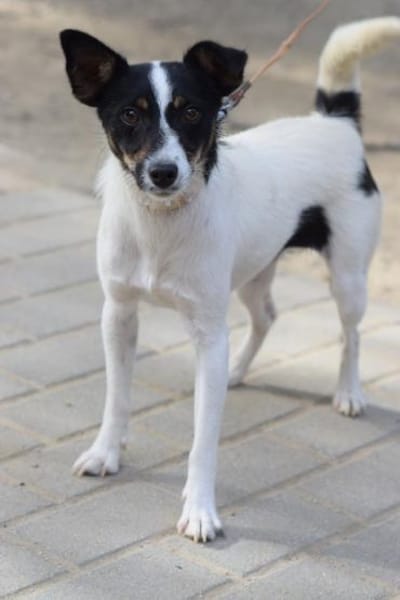 Gizi - charmant & verspielt