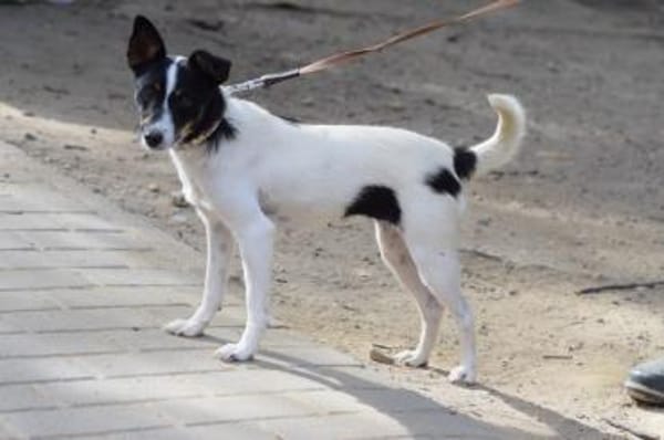 Gizi - charmant & verspielt