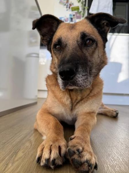 Papesz, menschenbezogener Begleiter, 8J