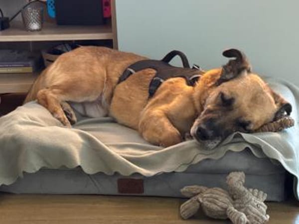 Papesz, menschenbezogener Begleiter, 8J